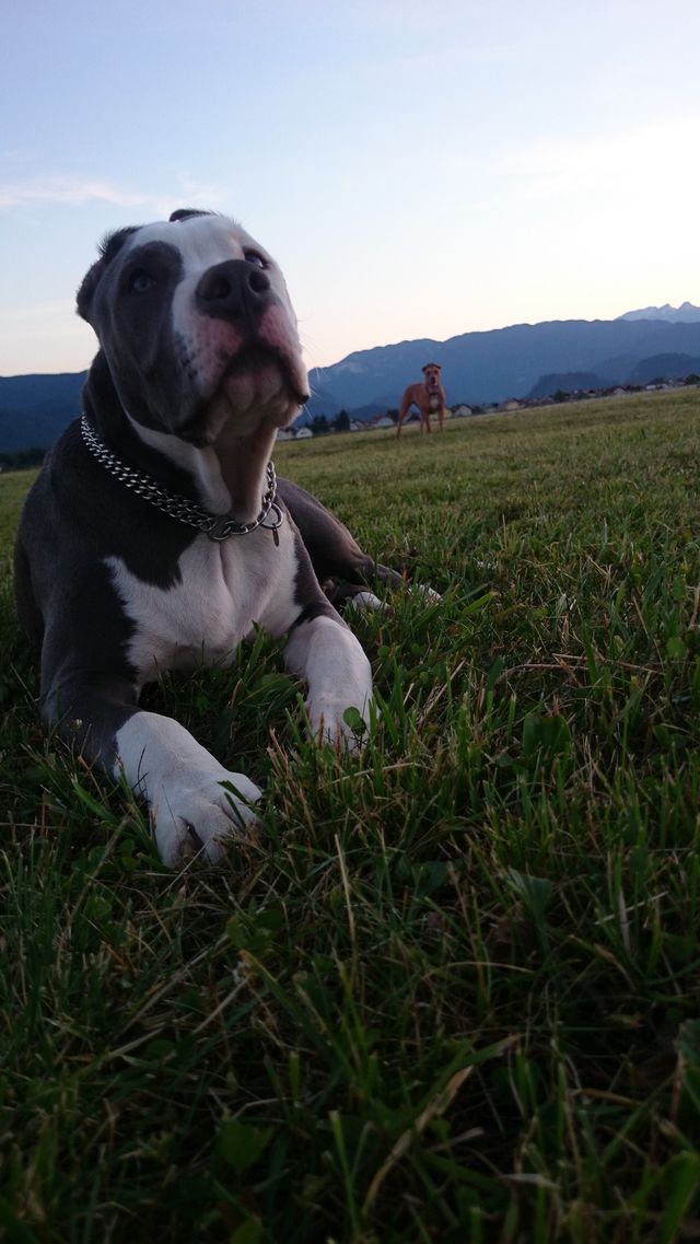 Capo 