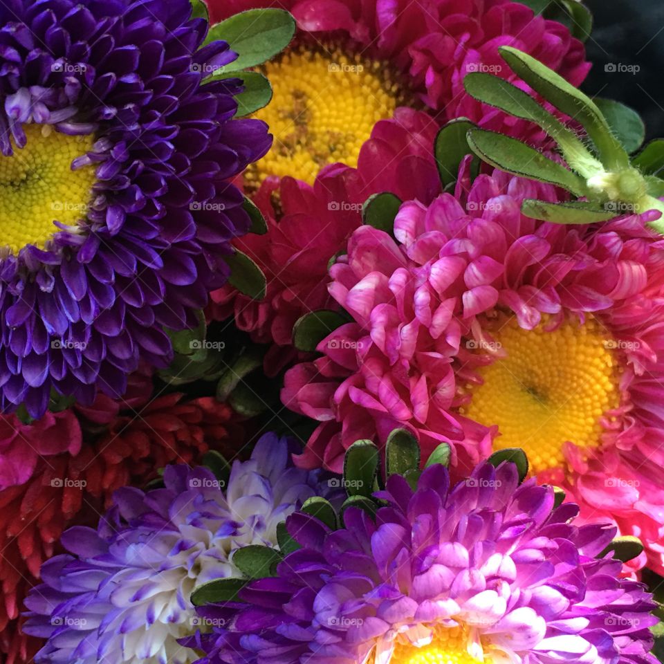 Bright coloured zinnias 