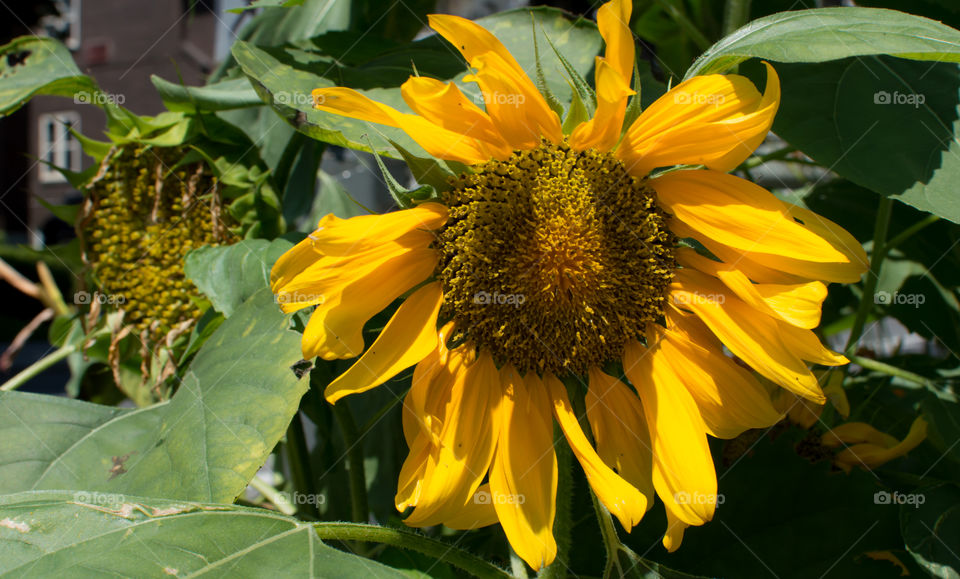 Sunflower in urban garden closeup full frame beautiful healthy lifestyle and sustainable organic gardening summer photography 