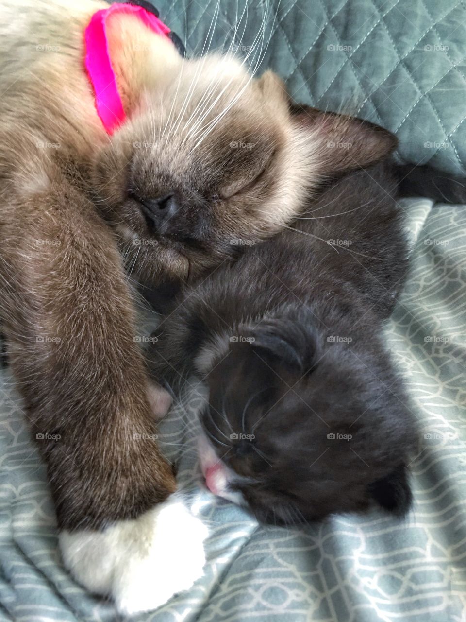 Mama cat and baby kitten sleeping 