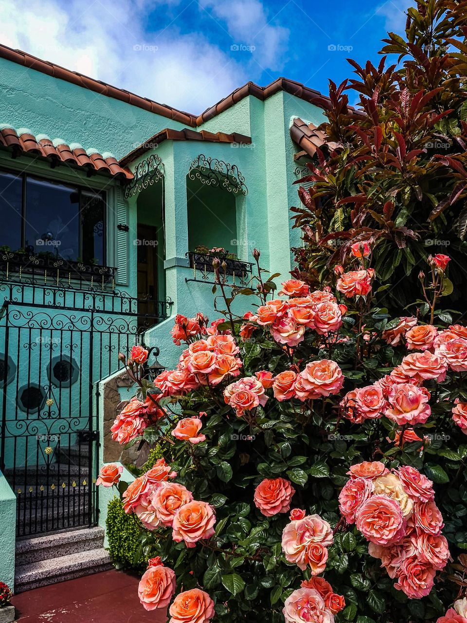 Beautiful bush of vibrant pink roses blooming on a warm spring afternoon in San Francisco California with colorful turquoise Spanish style house in the background with bright blue skies