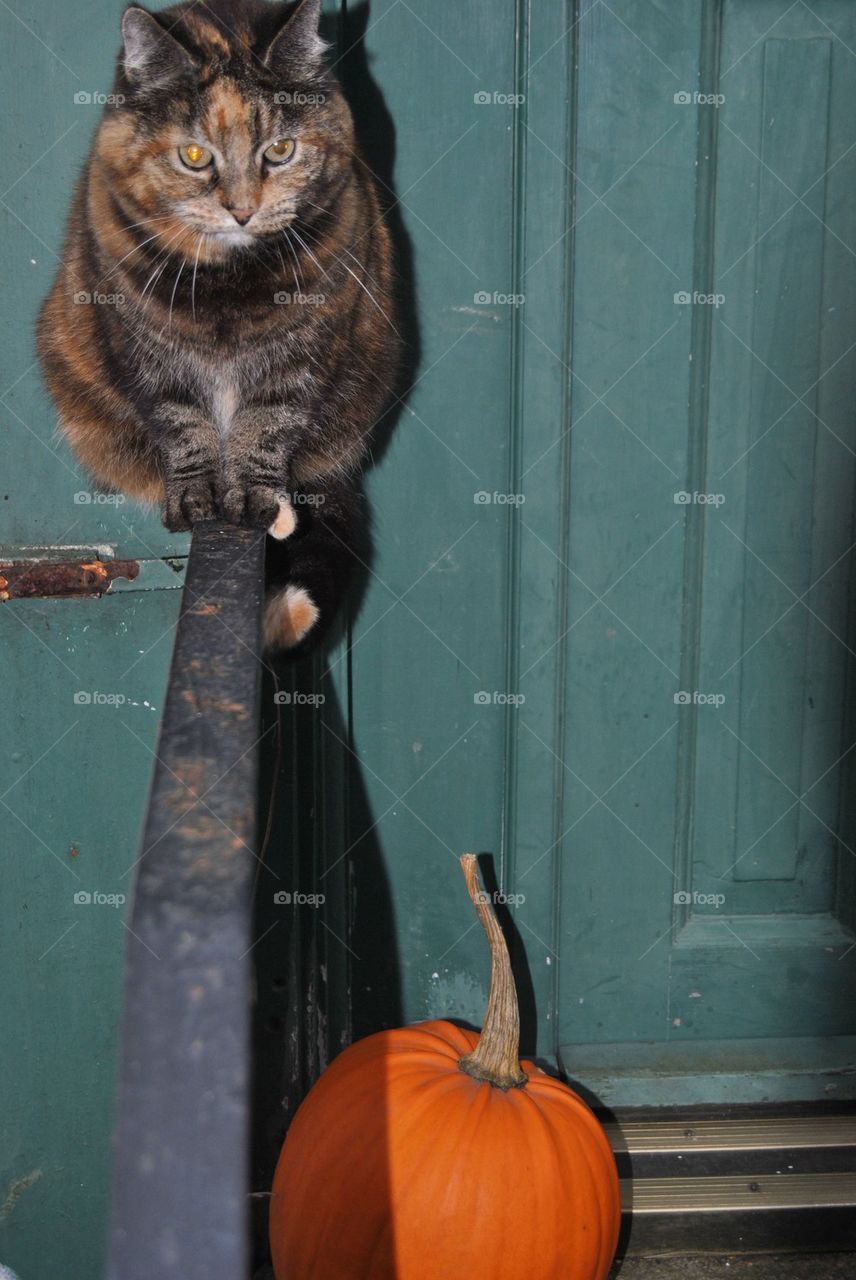 Cat sitting on railing