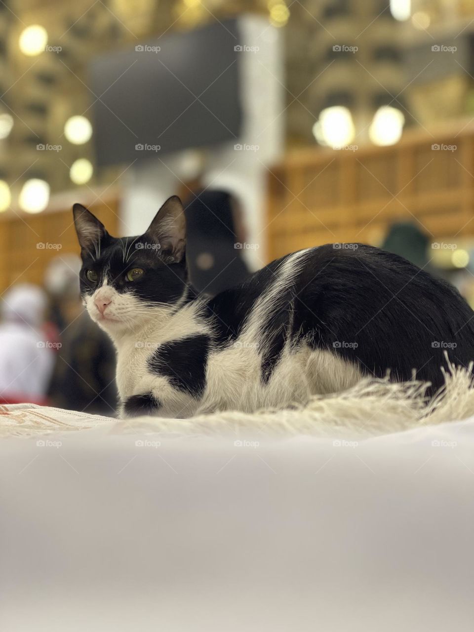 Stray Cats sitting lonely resting