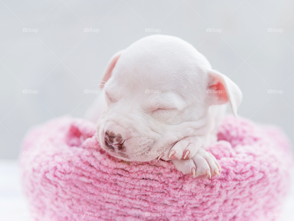 Newborn pitbull sleeping - puppy dog