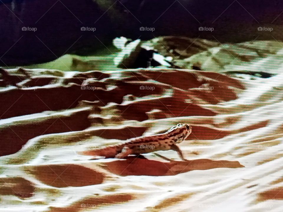 one reptile photography