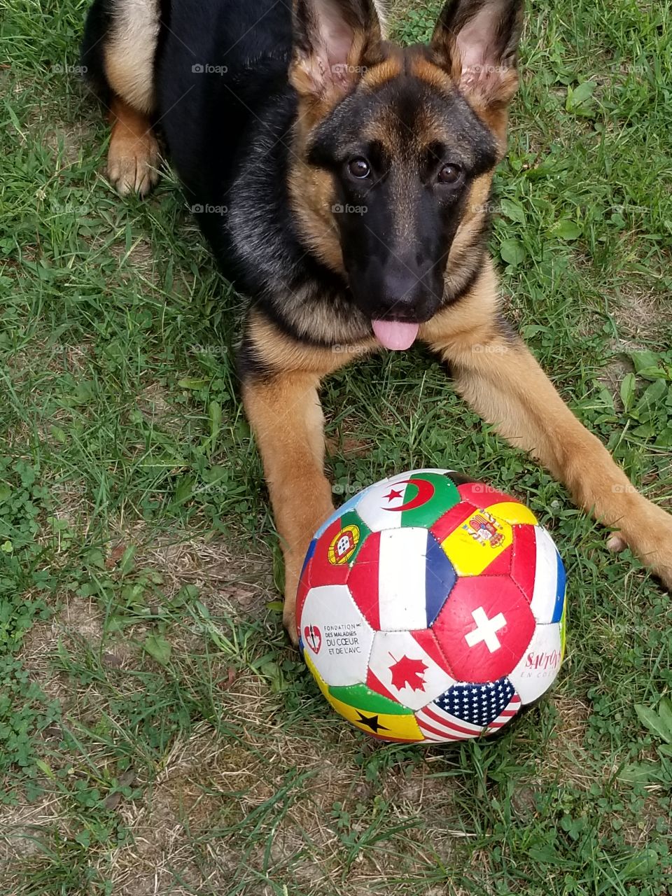 Happy Pets with Solid Gold