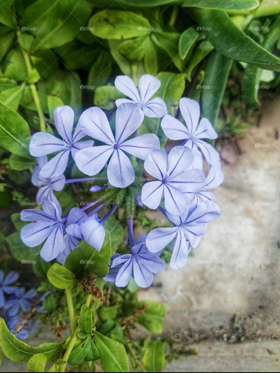 beautiful flower