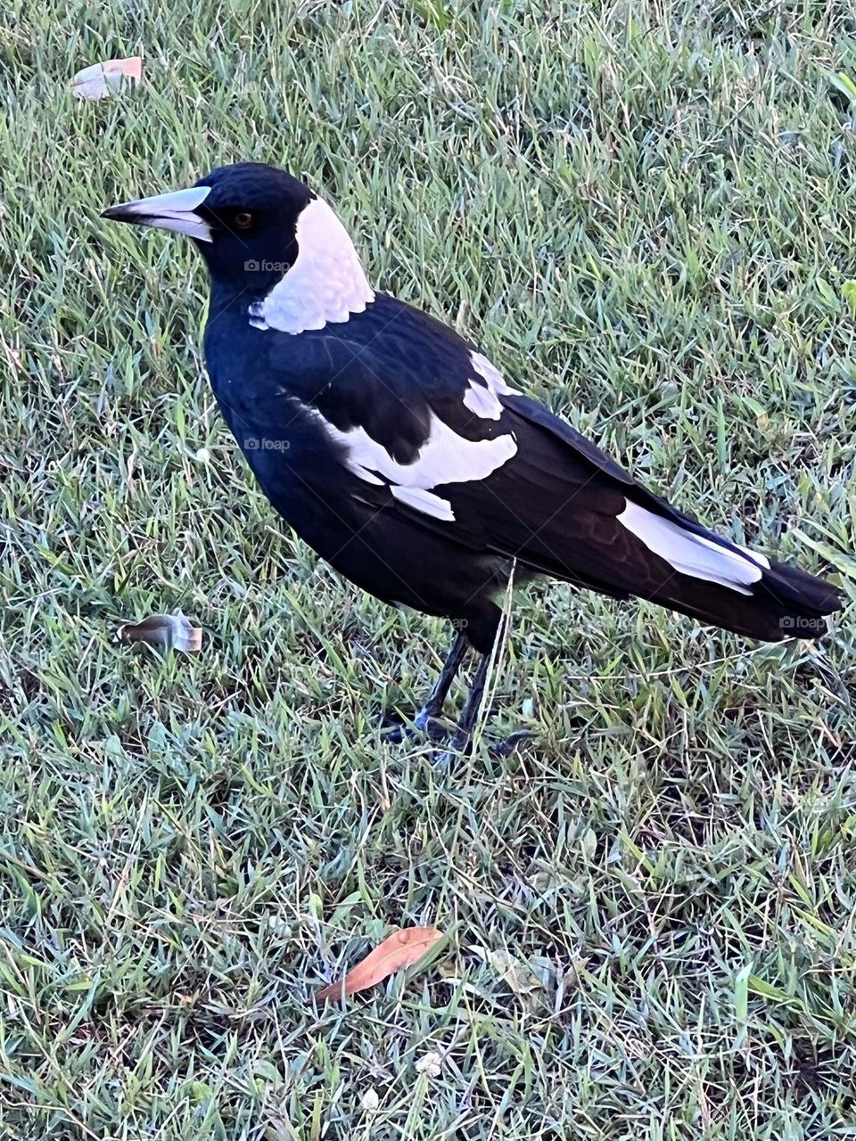 Australian magpie medium size black and white native bird  with gold brown eyes 