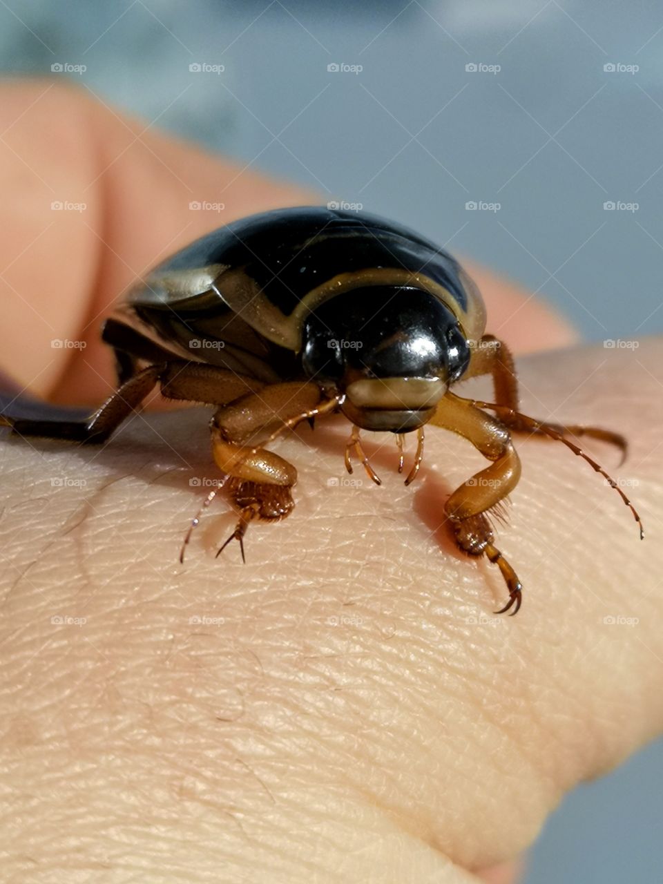 great diving beetle on my hand