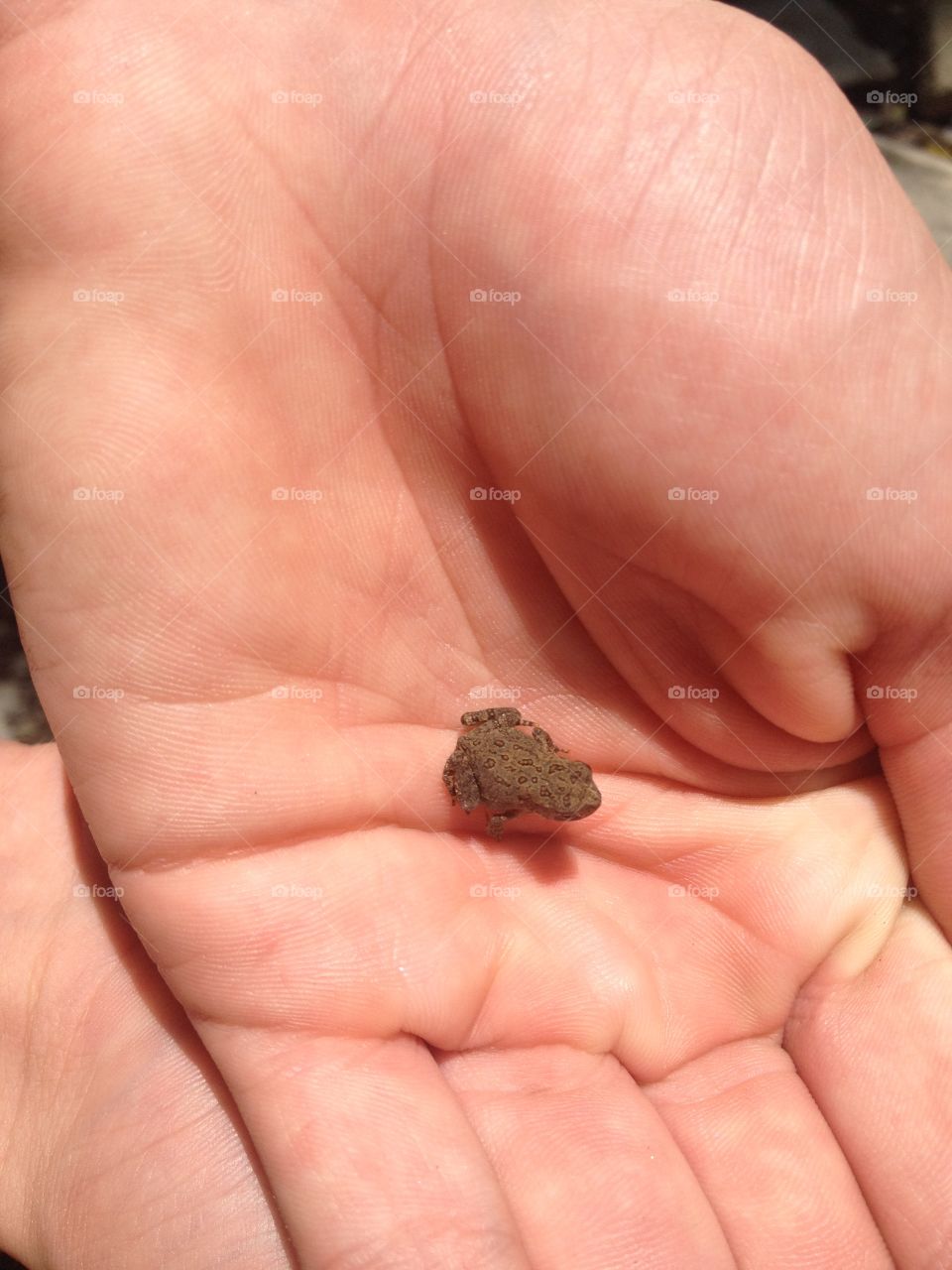 Baby Toad