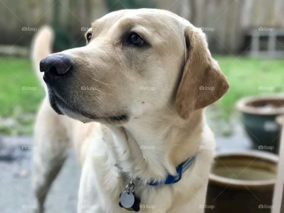 Dog, Pet, Canine, Mammal, Retriever