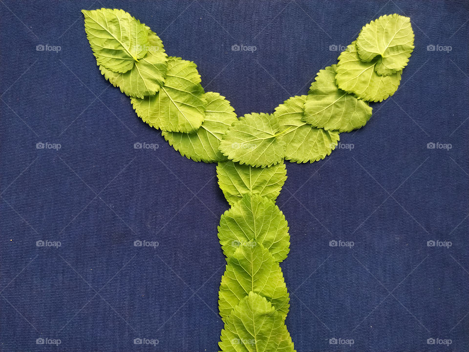 Letter Y alphabet made with mulberry Tree Green leaf over blue background