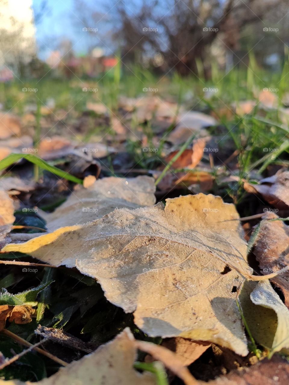 first frost. blue yellow leaves on green grass covered with frost.