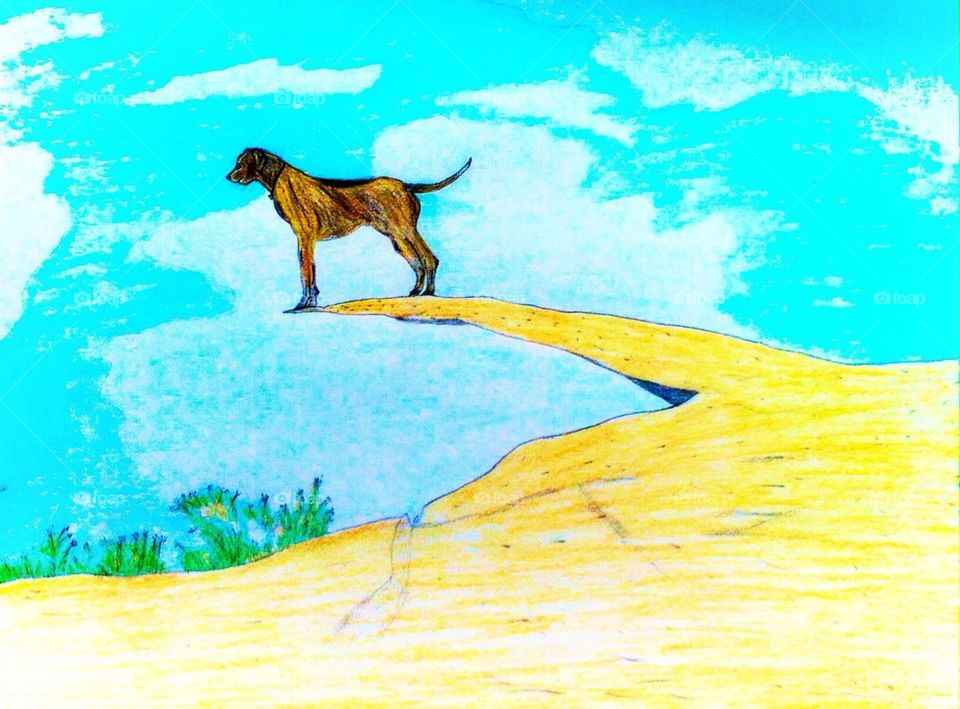 Dog on a rock