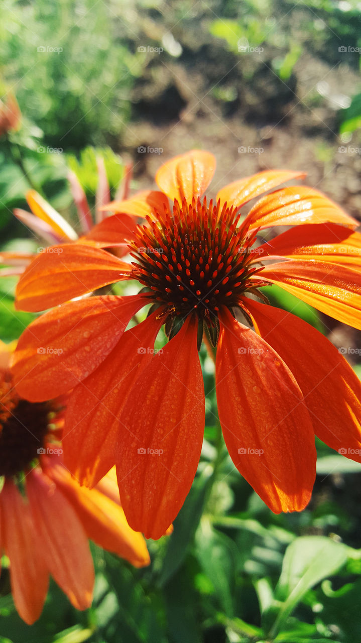 summer sun flower