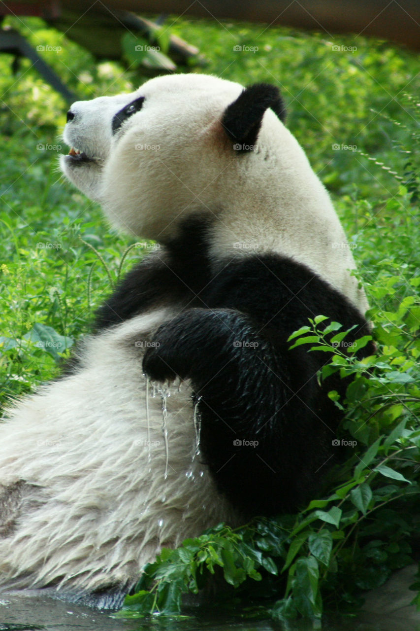Giant panda 