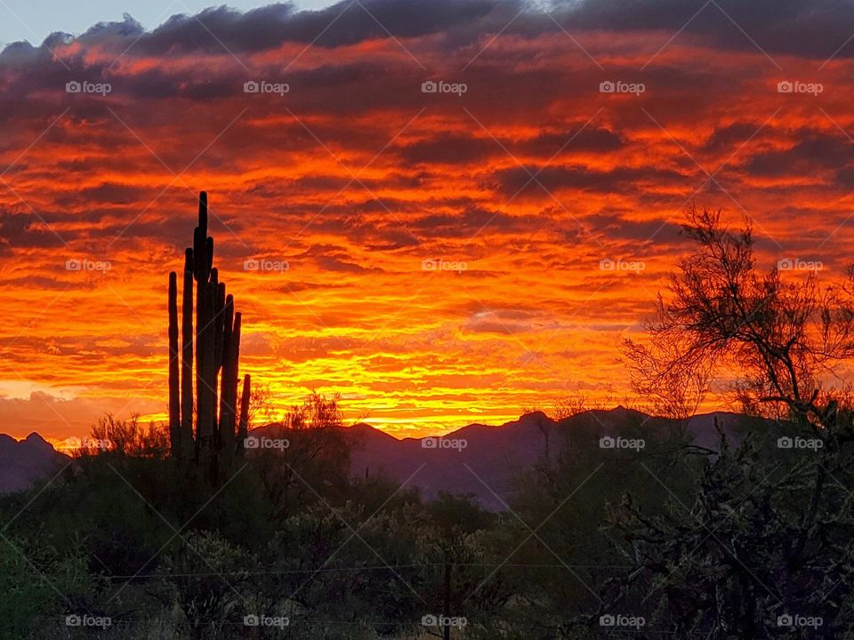 Sunrise in the Arizona Desert