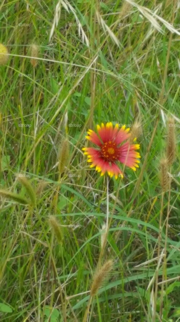 a red and yellow flower blooming in a field