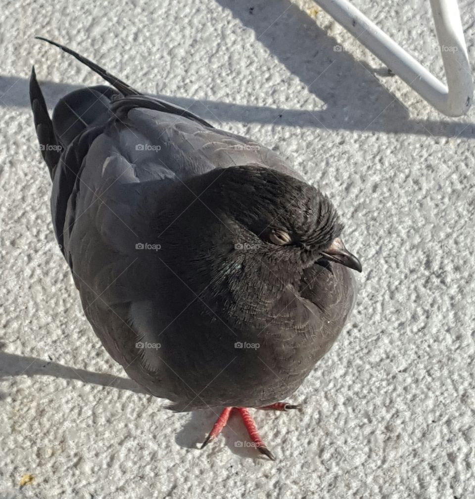 Bird, Pigeon, Wildlife, Nature, Animal