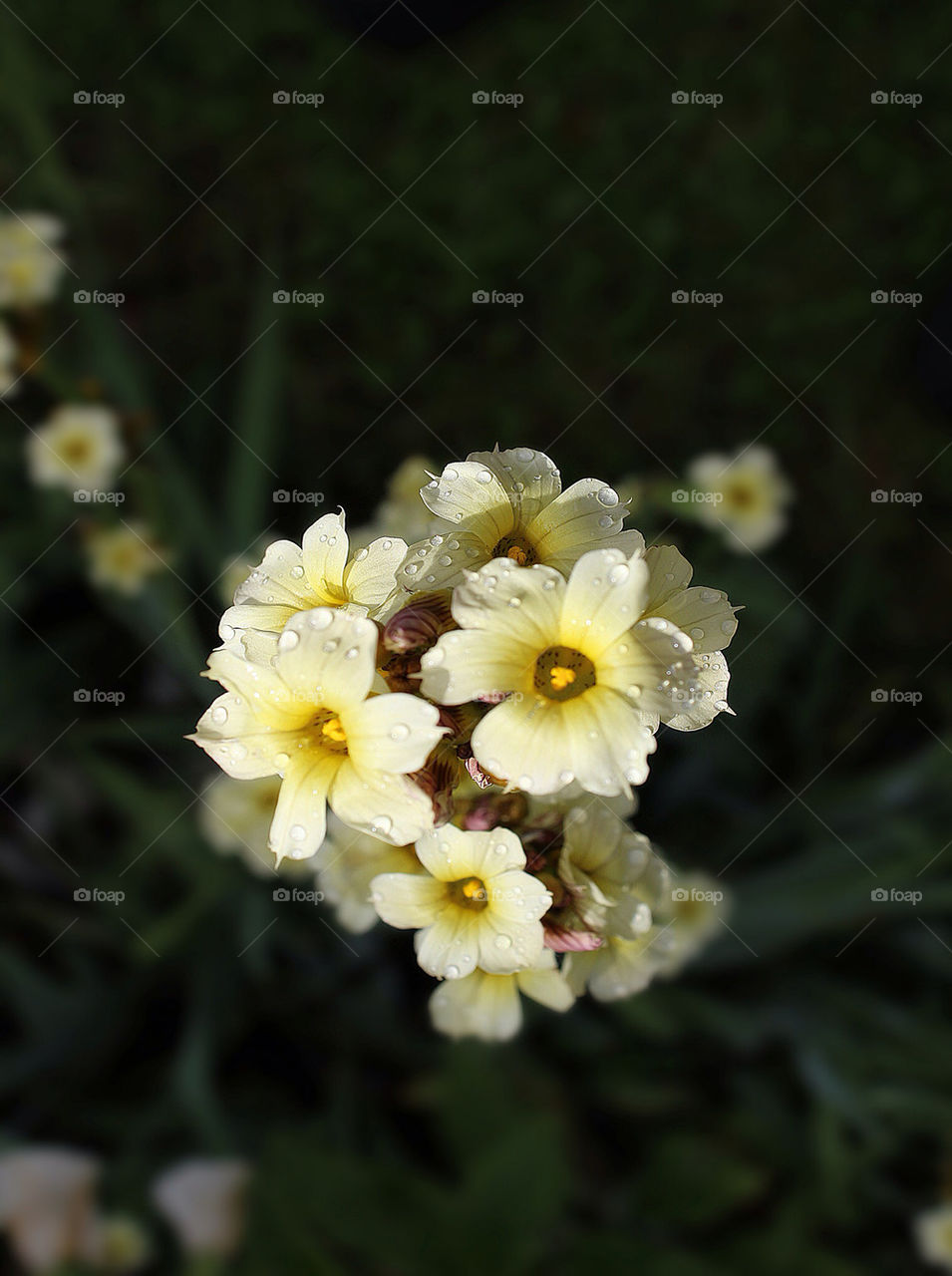 yellow summer rain drops by chris7ben