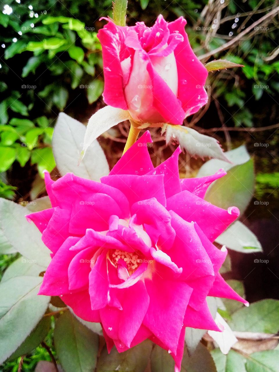 Magenta Rose flower