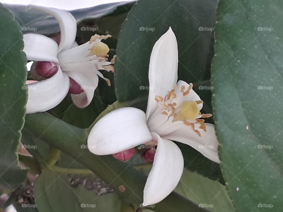 lemon blossoms
