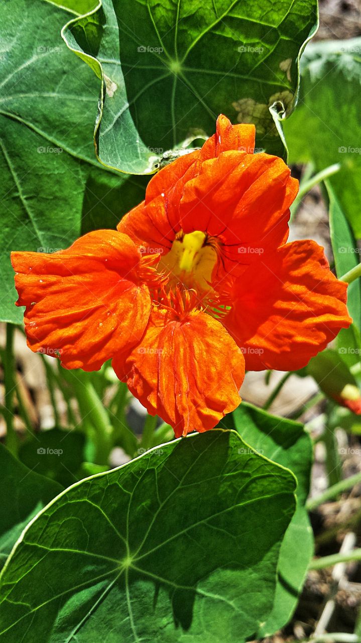 Nasturtiums. Flowers