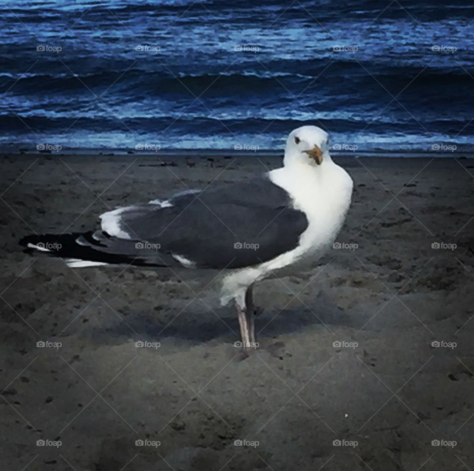 Seagull, Hampton Beach, New Hampshire 