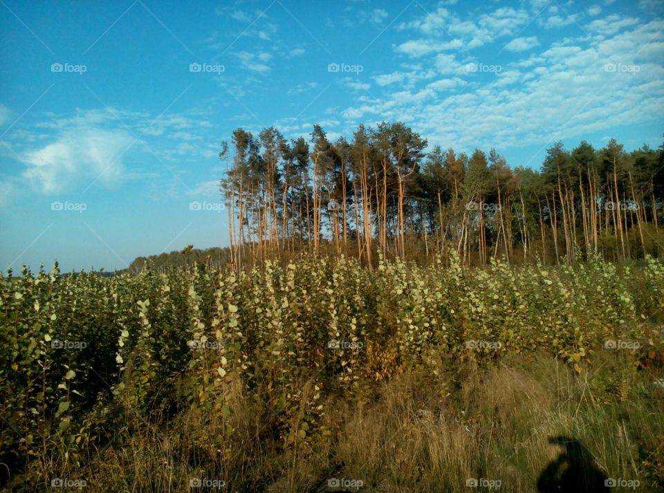 No Person, Landscape, Nature, Tree, Sky