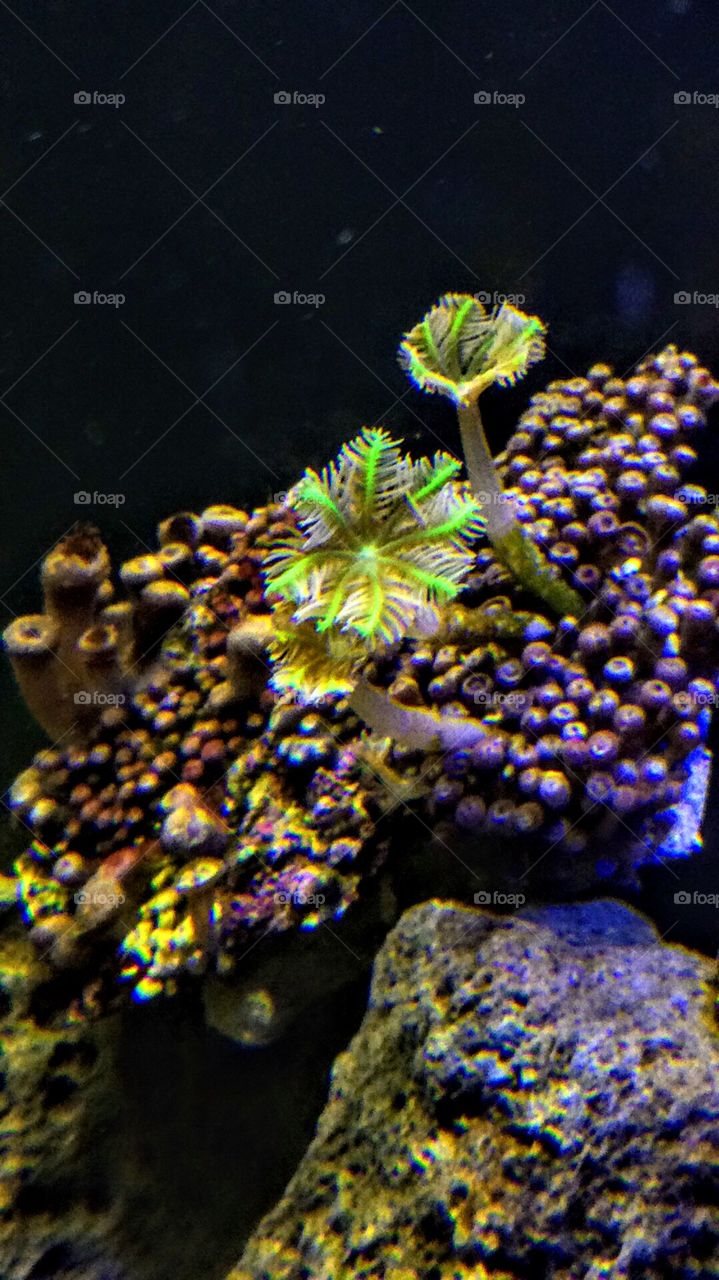 Clove polyp coral