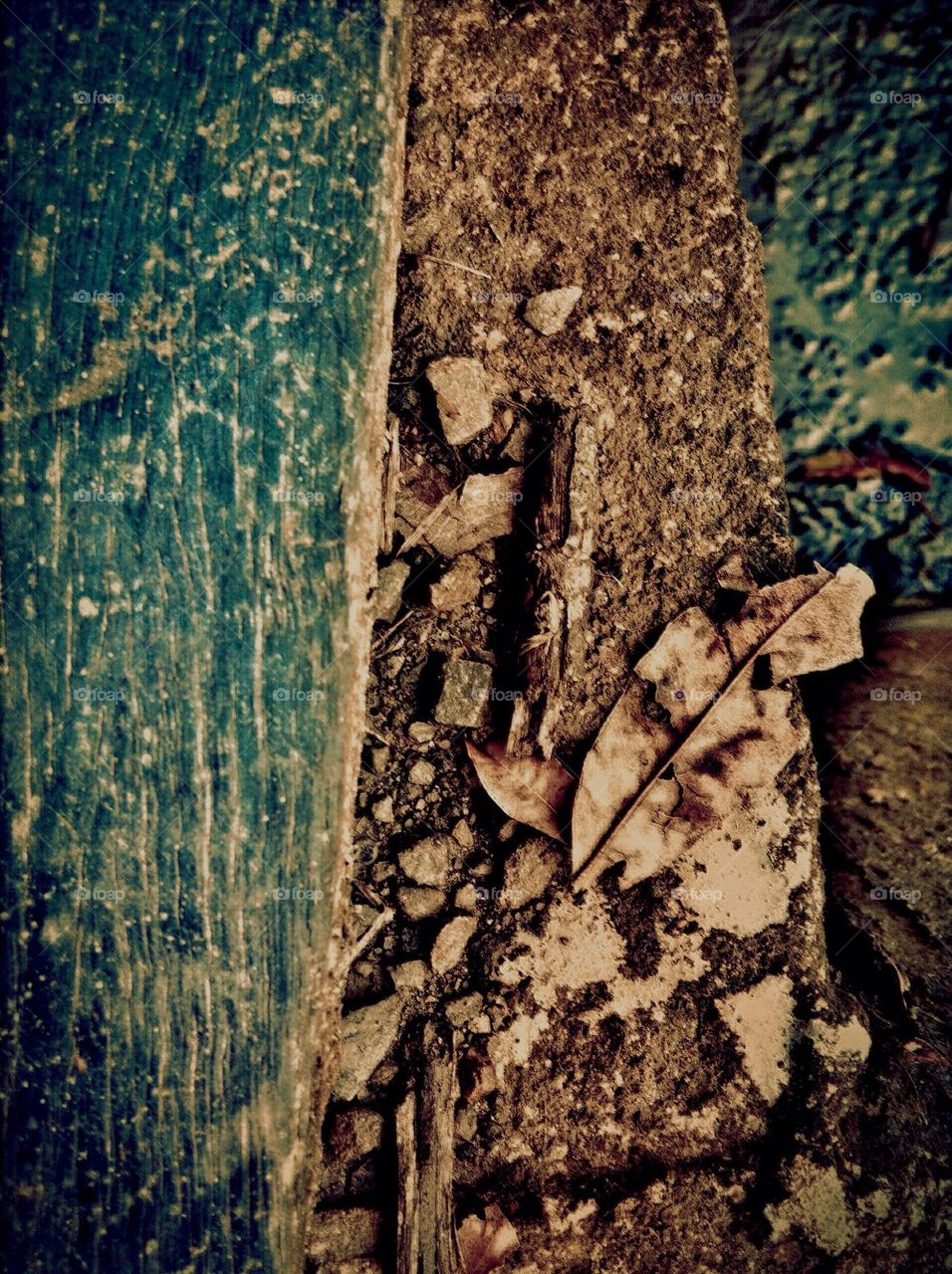 Dried leaf and nature