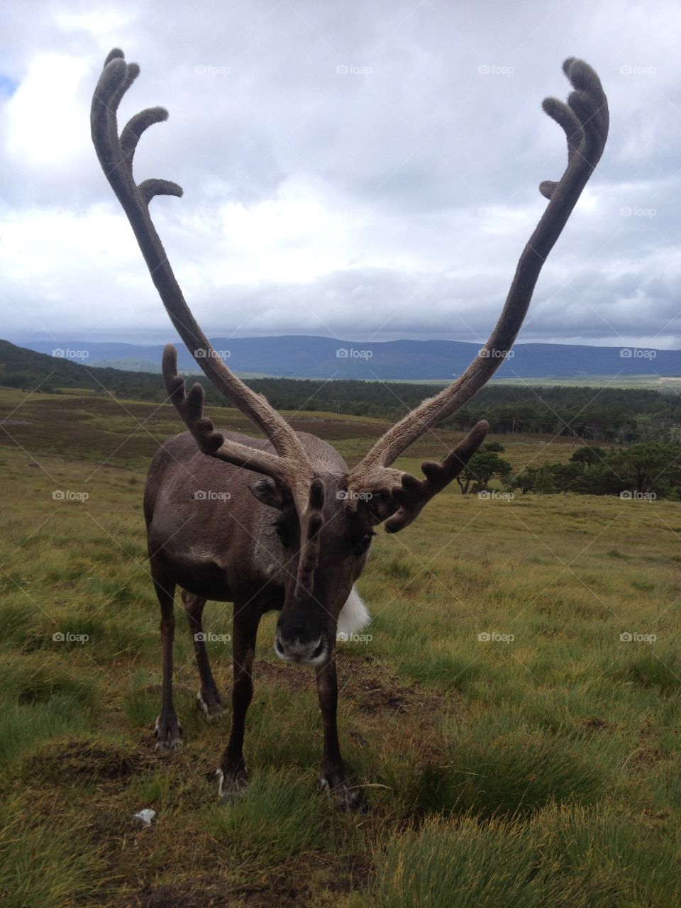Reindeer standing on grassy field at hill