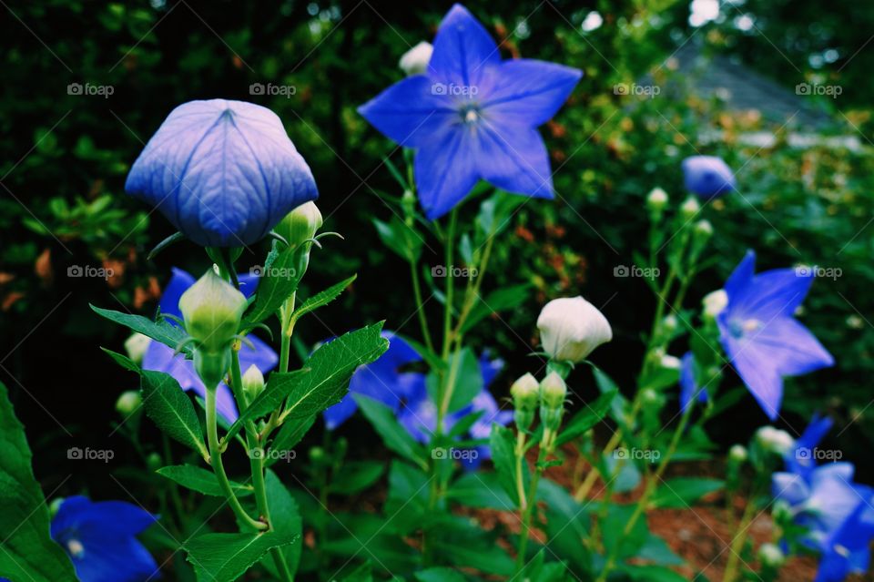 Pretty Flowers