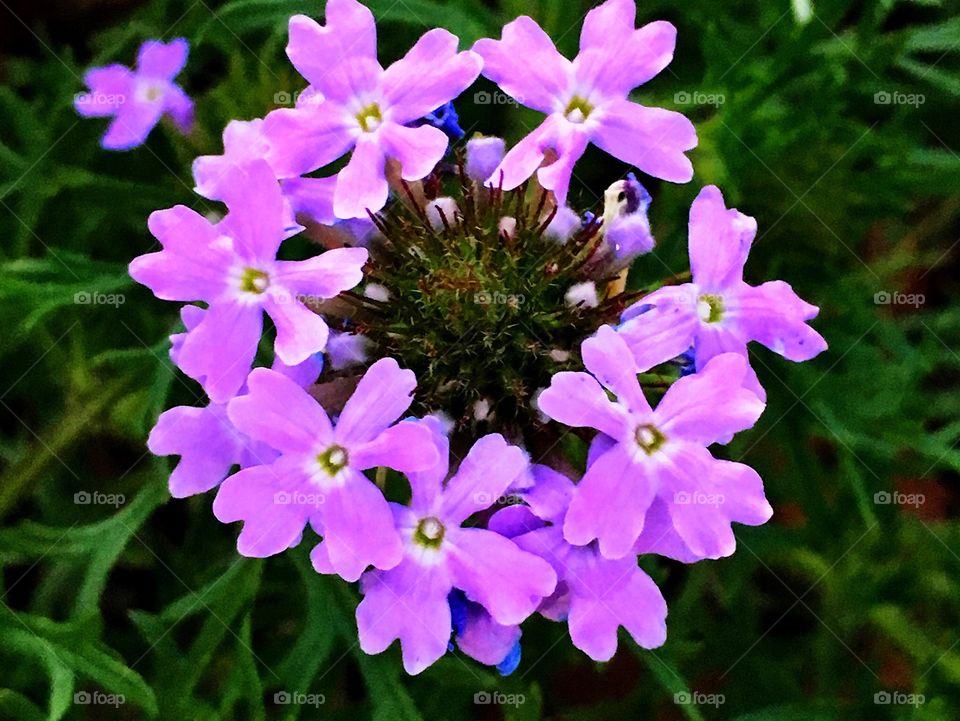 This simple delicate purple flower is overflowing with symmetry.   