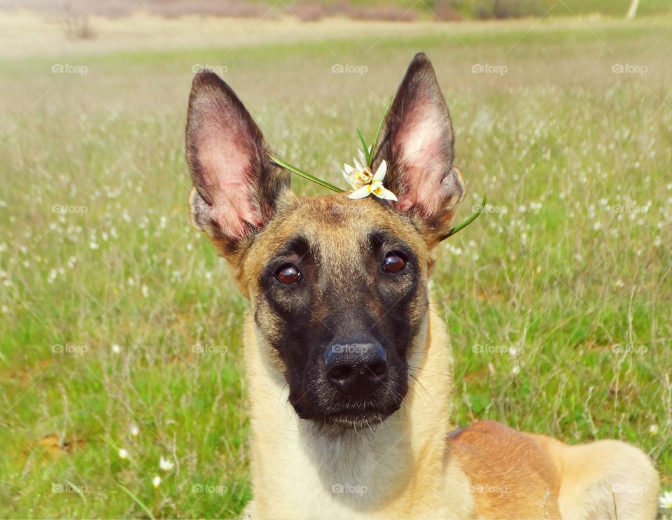 Dog shepherd malinois dog and spring