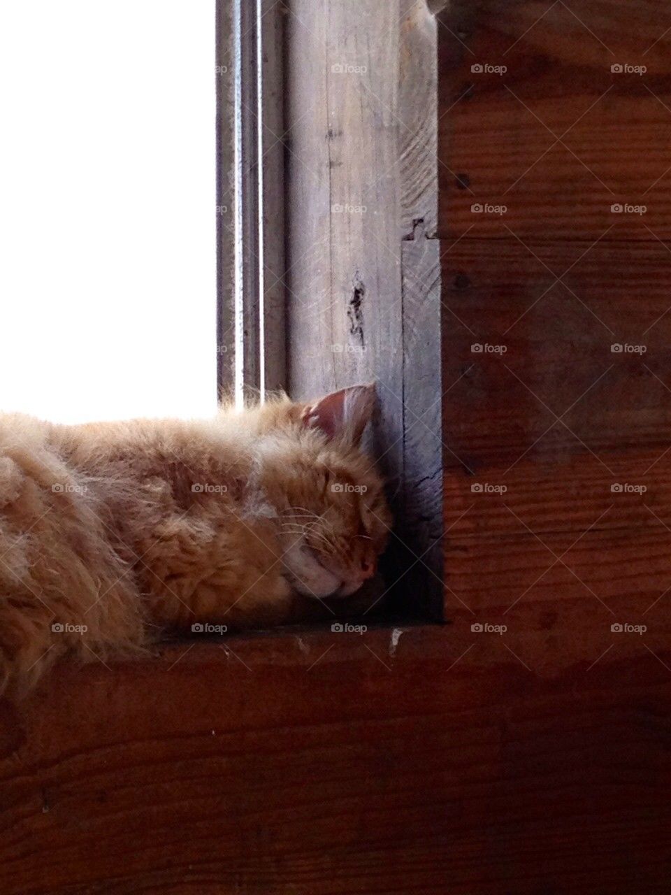 Old Barn Cat