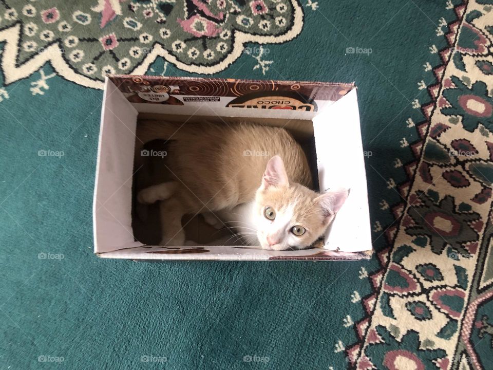 Beautiful cat in the box looking at camera 