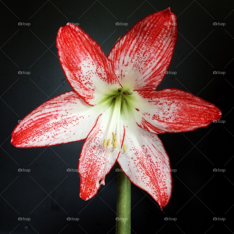 Amaryllis 