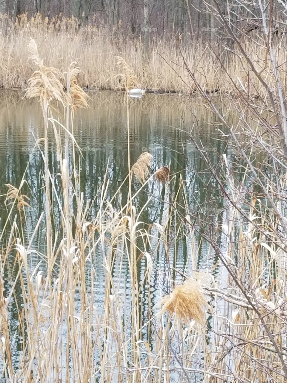Ripples