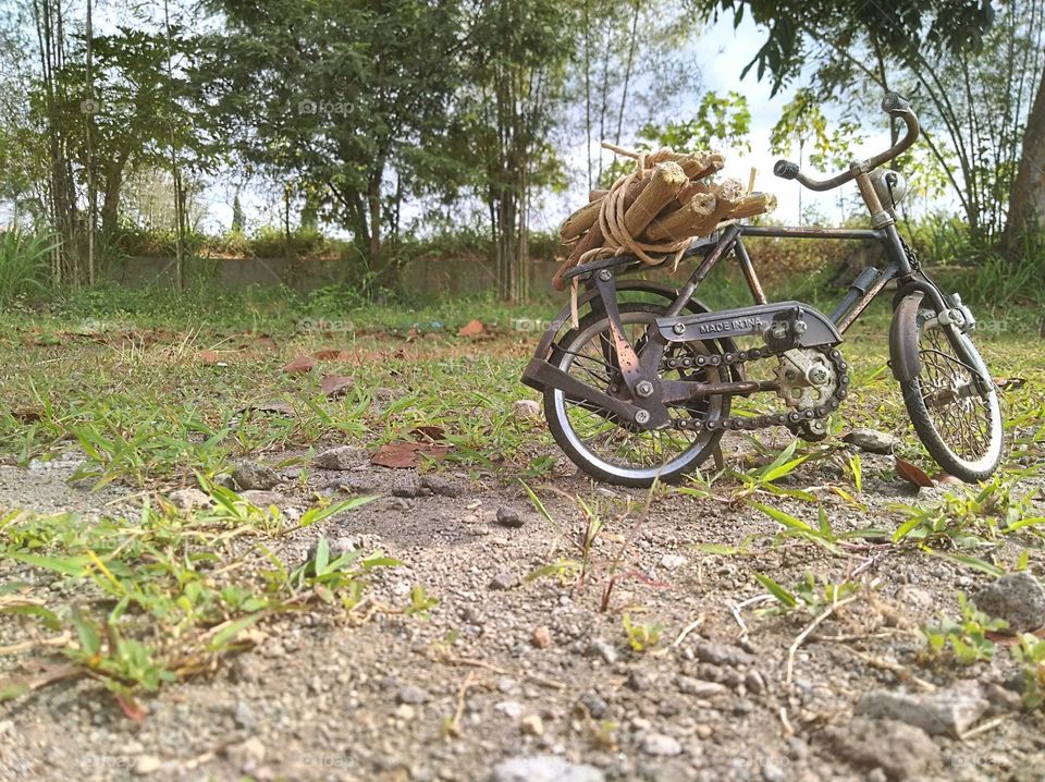 Looking for firewood