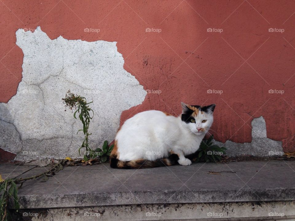 Cat, No Person, Cute, Mammal, Portrait