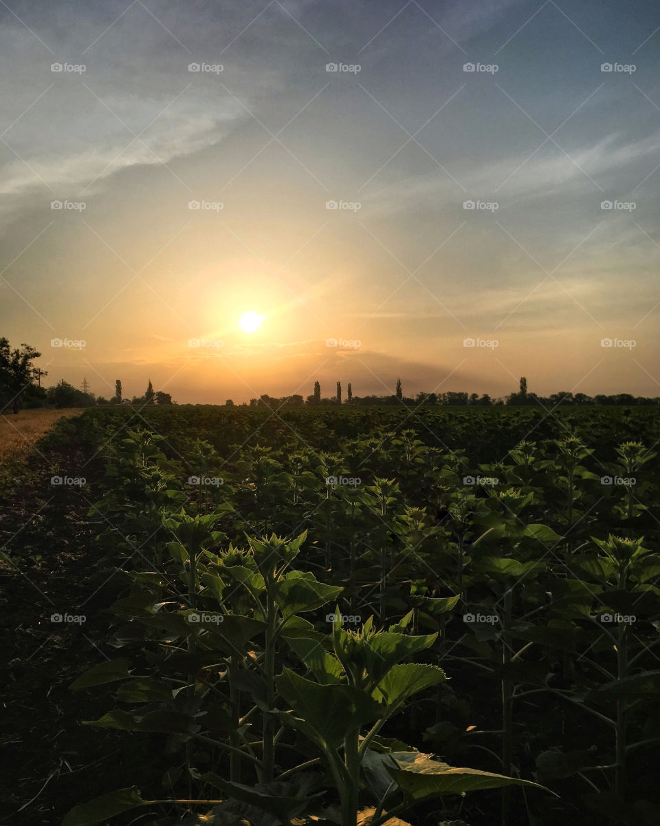 Dawn. Field with young sunflowers