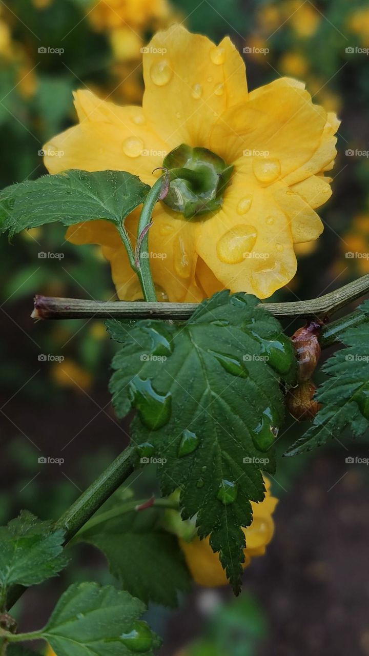yellow flowers in the rain