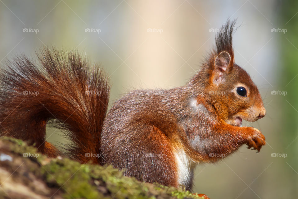 Squirrel close up portrait