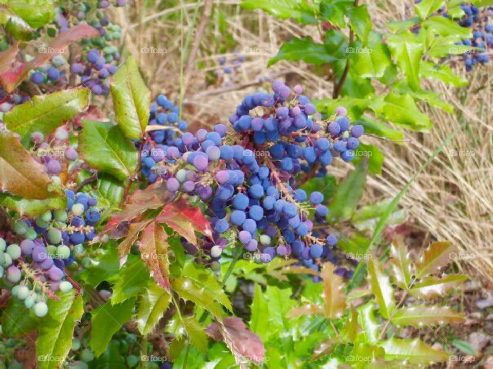 Purple Grapes on the Vine 