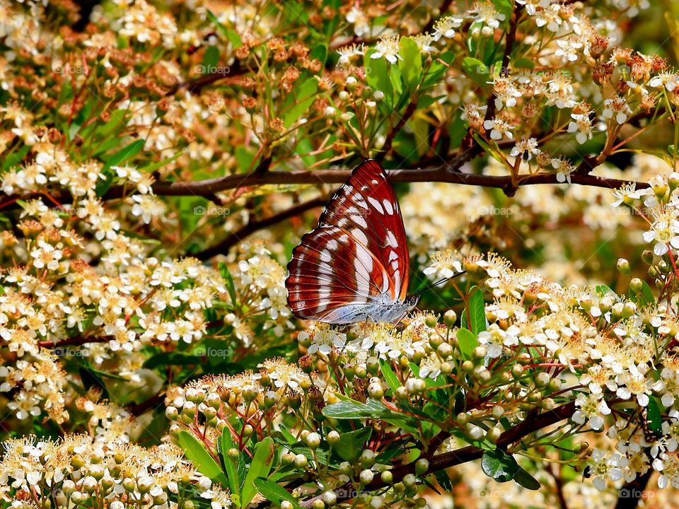 Beautiful and cute butterfly