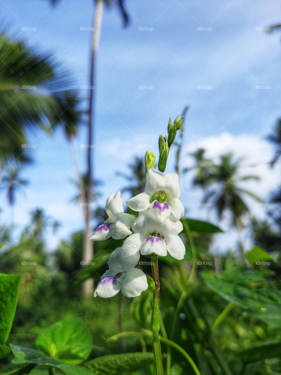 Beautiful white wildflowers.