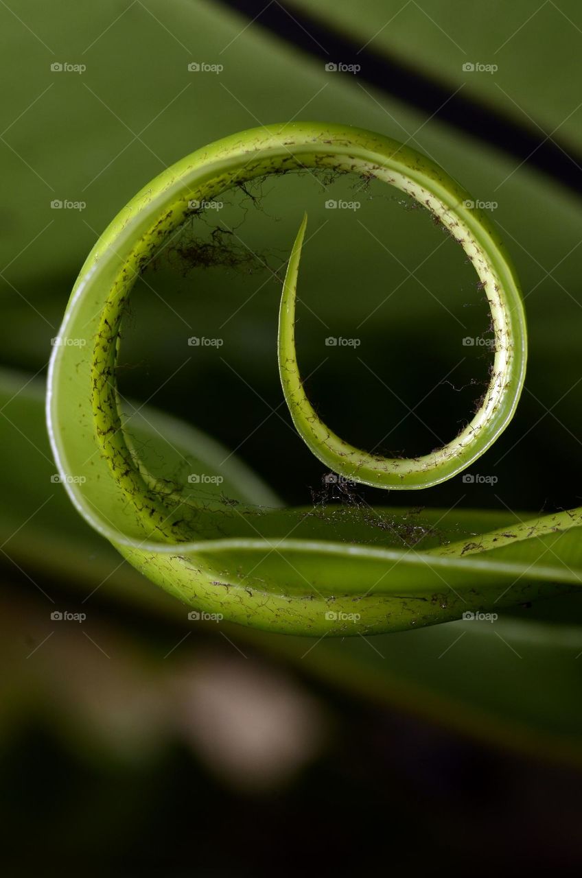 green leaf with circle pattern on close shot view