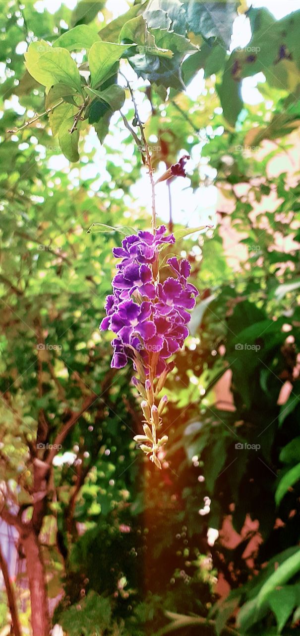 Nature, Flower, Leaf, No Person, Flora