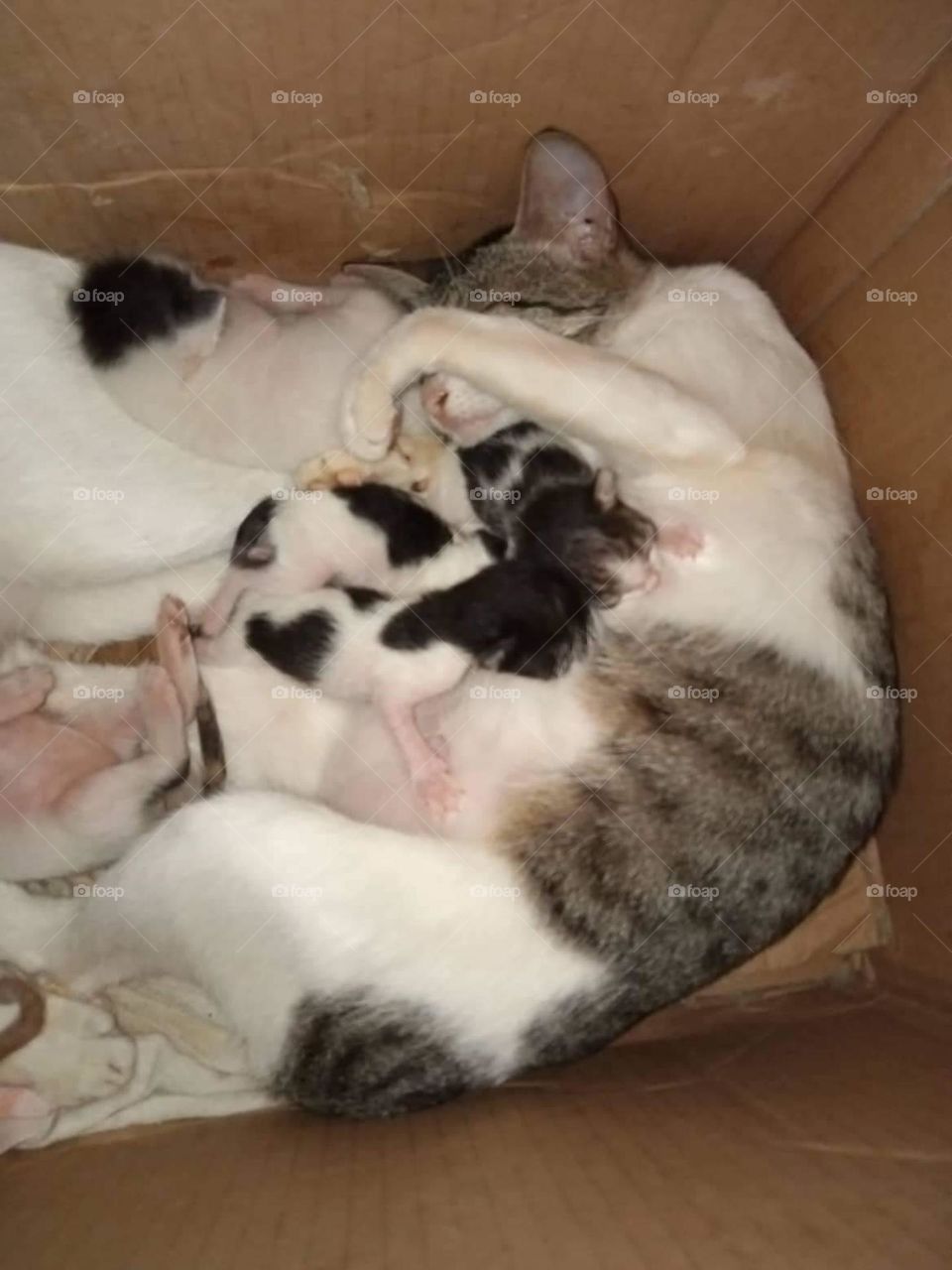 So cute but all of them died😩😭